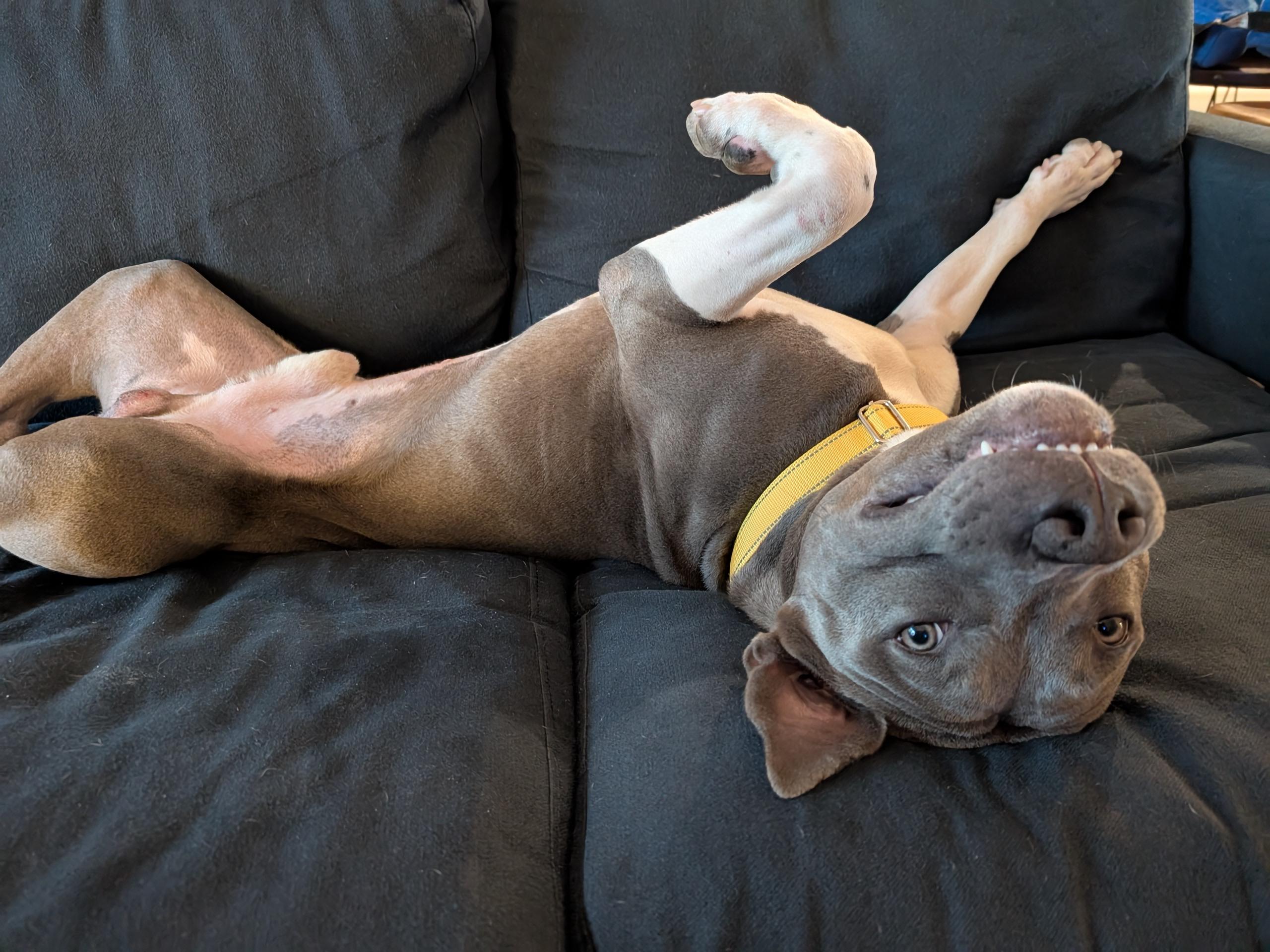 Louie, a Adoptable mixed breed in Ashburn, VA image 3/6