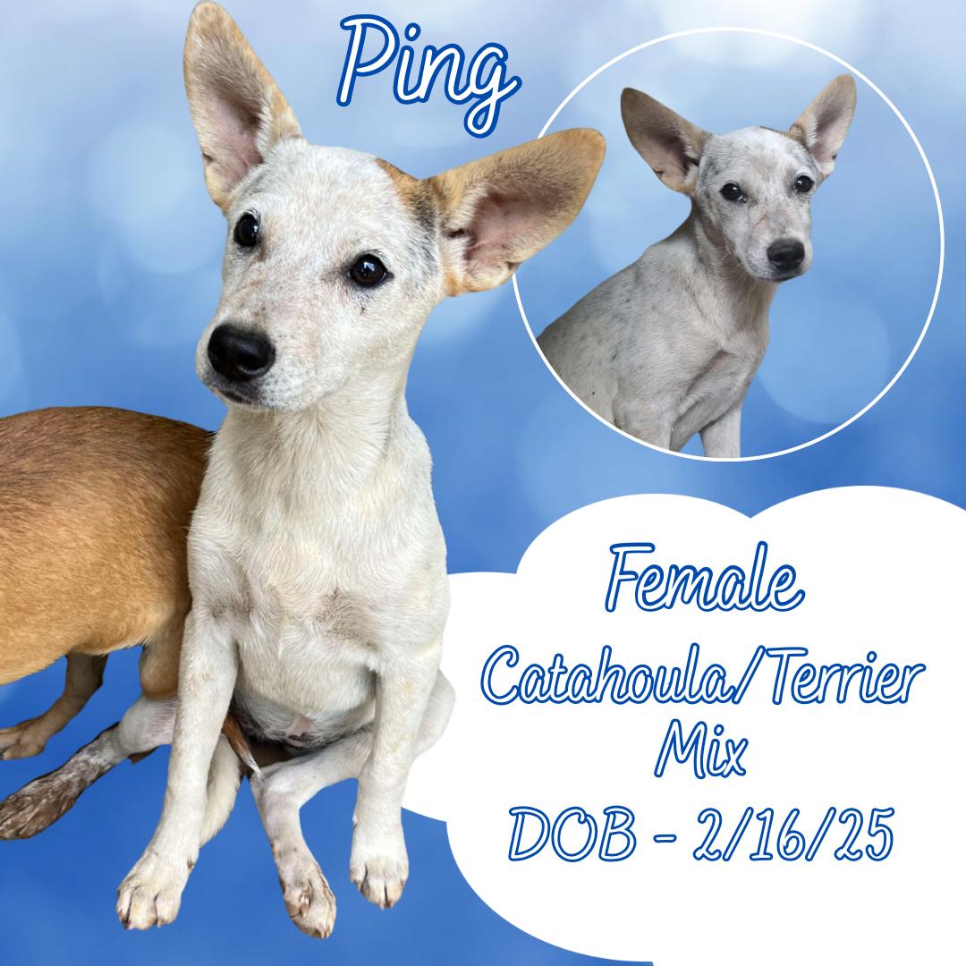Ping, an adoptable Catahoula Leopard Dog & Terrier Mix in Center Valley, PA_image-1
