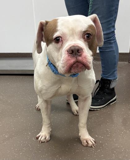 Maverick, a Adoptable mixed breed in South Bend, IN image 1/2