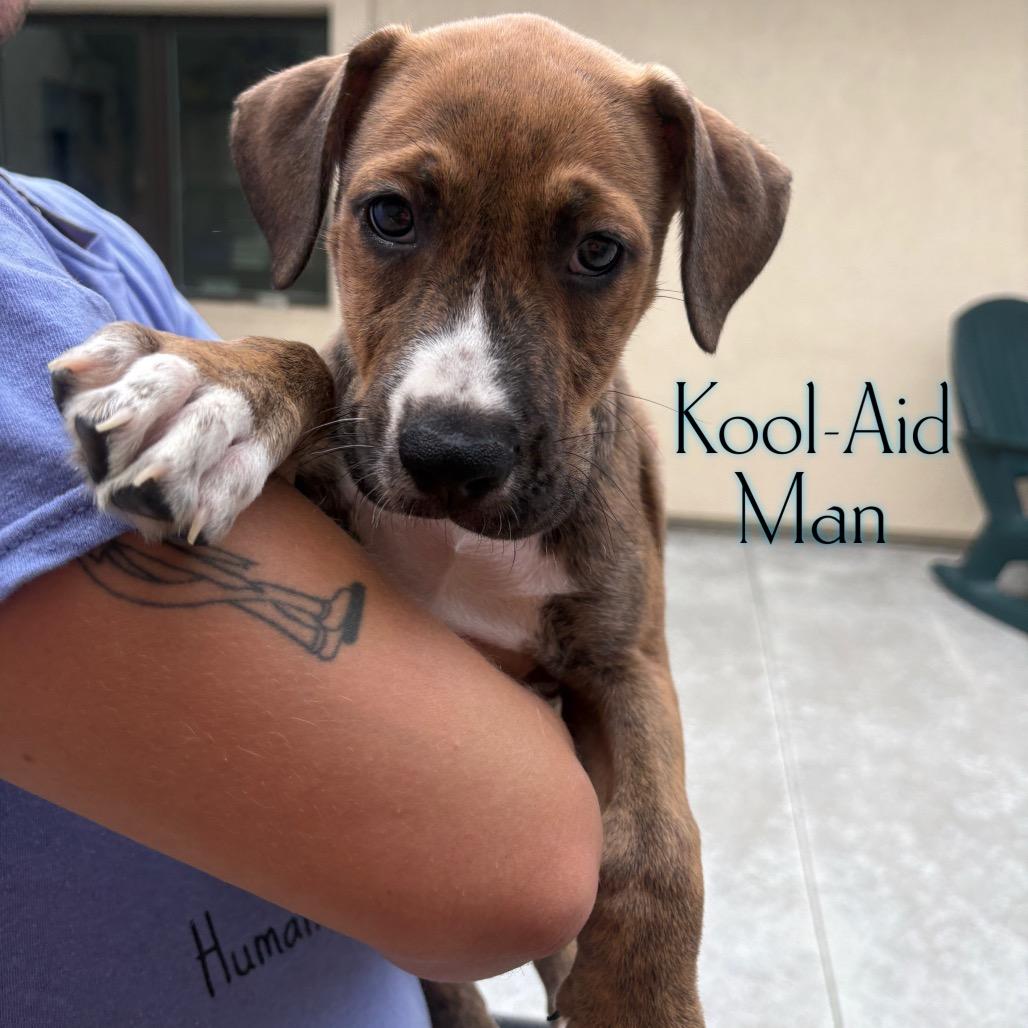 Enlarge Kool-Aid Man, a Adoptable mixed breed in Parkersburg, WV image 1/1