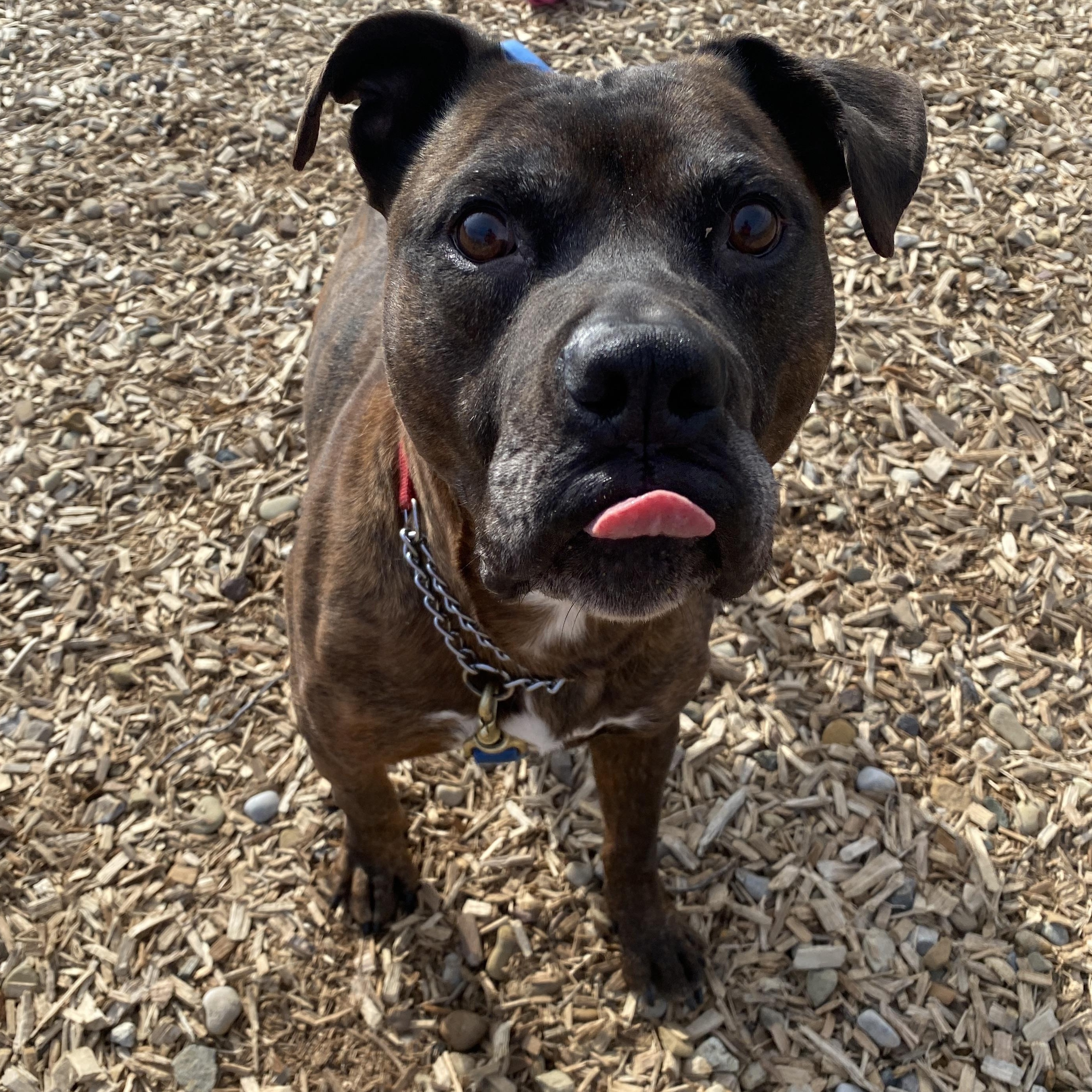 Enlarge Barney, a Adoptable mixed breed in Elyria, OH image 4/6