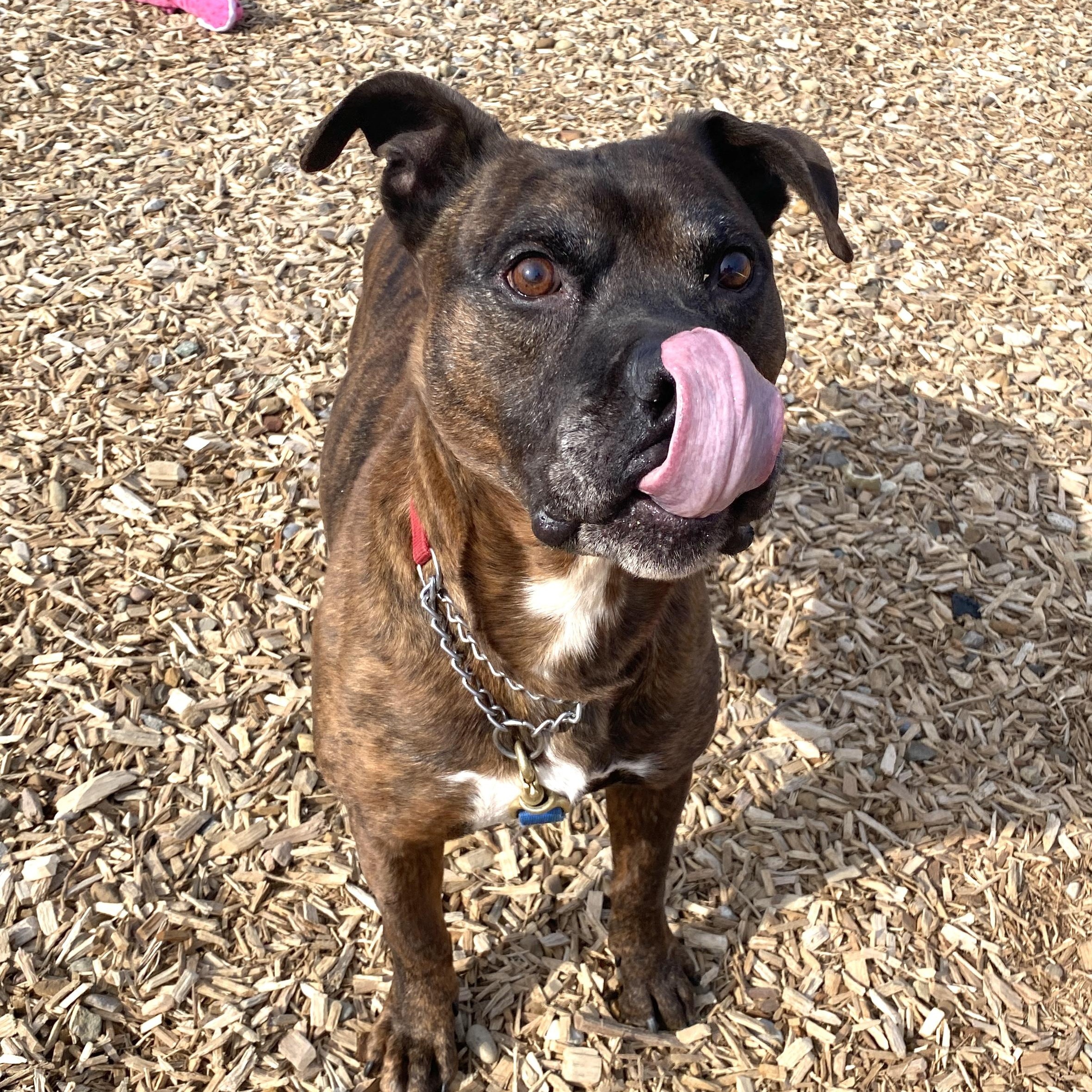 Enlarge Barney, a Adoptable mixed breed in Elyria, OH image 3/6