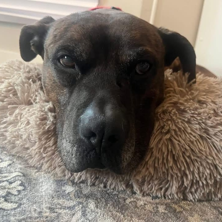 Barney Ask to Meet! In Foster!, Adoptable, Adult Male Terrier & Pit Bull Terrier.