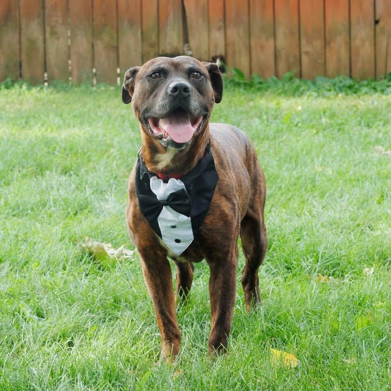 Enlarge Barney, an adoptable mixed breed in Elyria, OH image 4/6