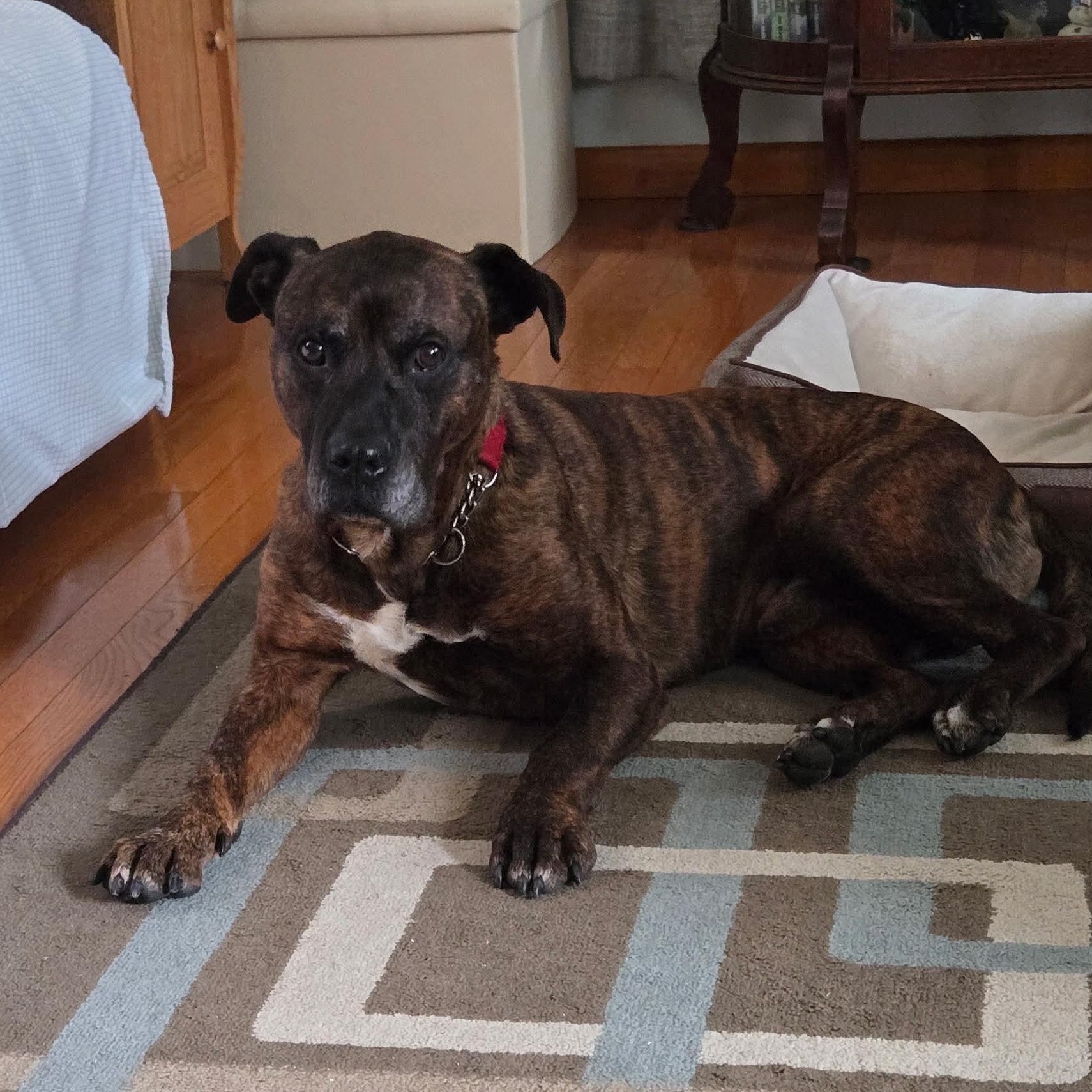 Enlarge Barney, an adoptable mixed breed in Elyria, OH image 1/6