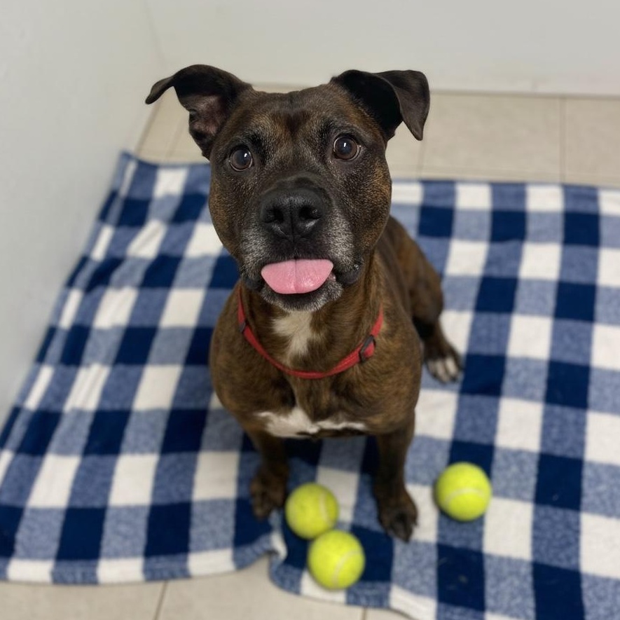 Enlarge Barney, a Adoptable mixed breed in Elyria, OH image 2/6