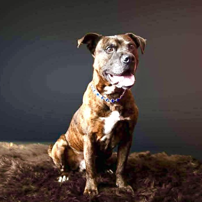 Enlarge Barney, a Adoptable mixed breed in Elyria, OH image 1/6