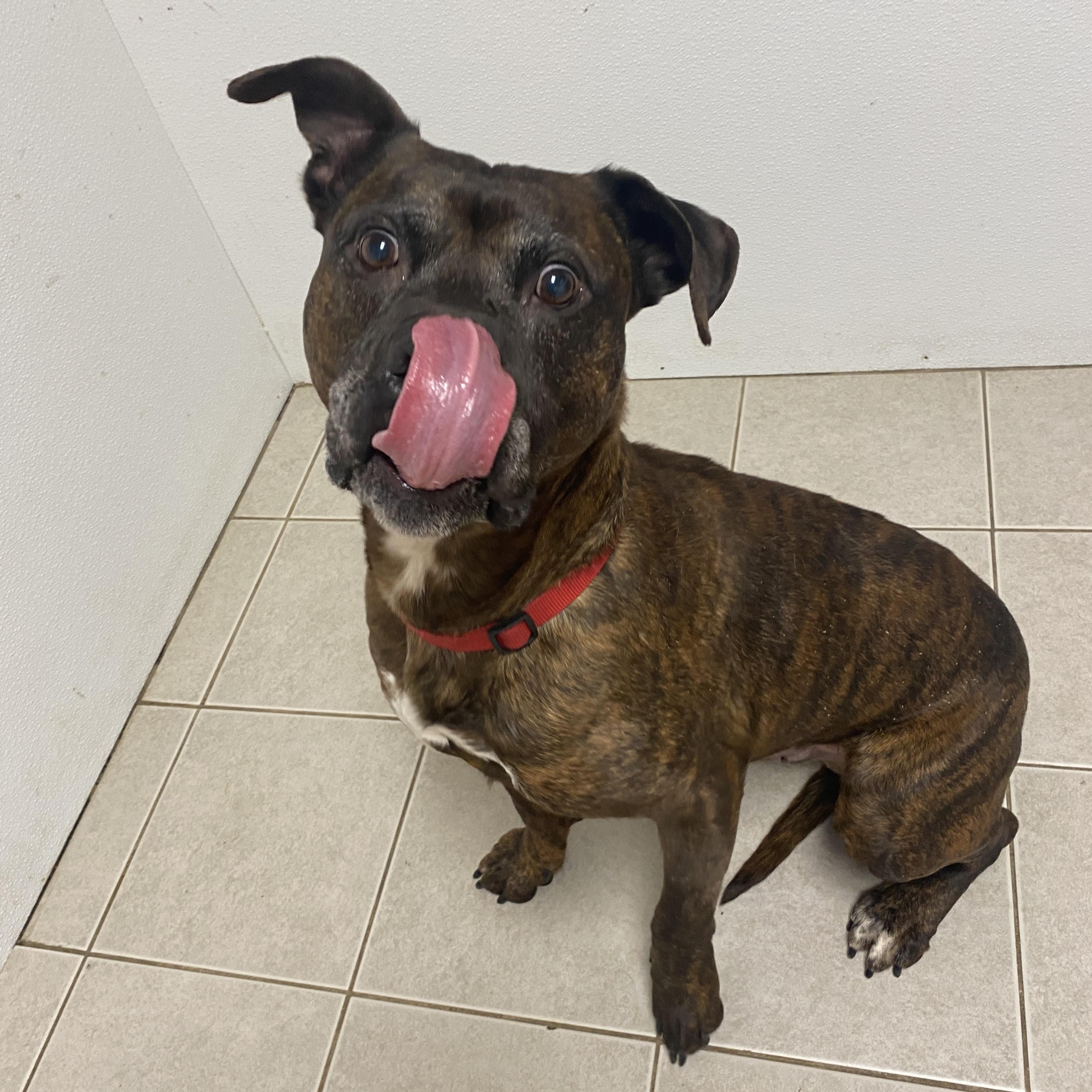 Enlarge Barney, a Adoptable mixed breed in Elyria, OH image 6/6