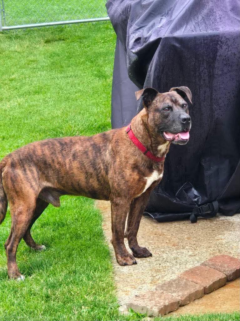 Enlarge Barney, an adoptable mixed breed in Elyria, OH image 6/6