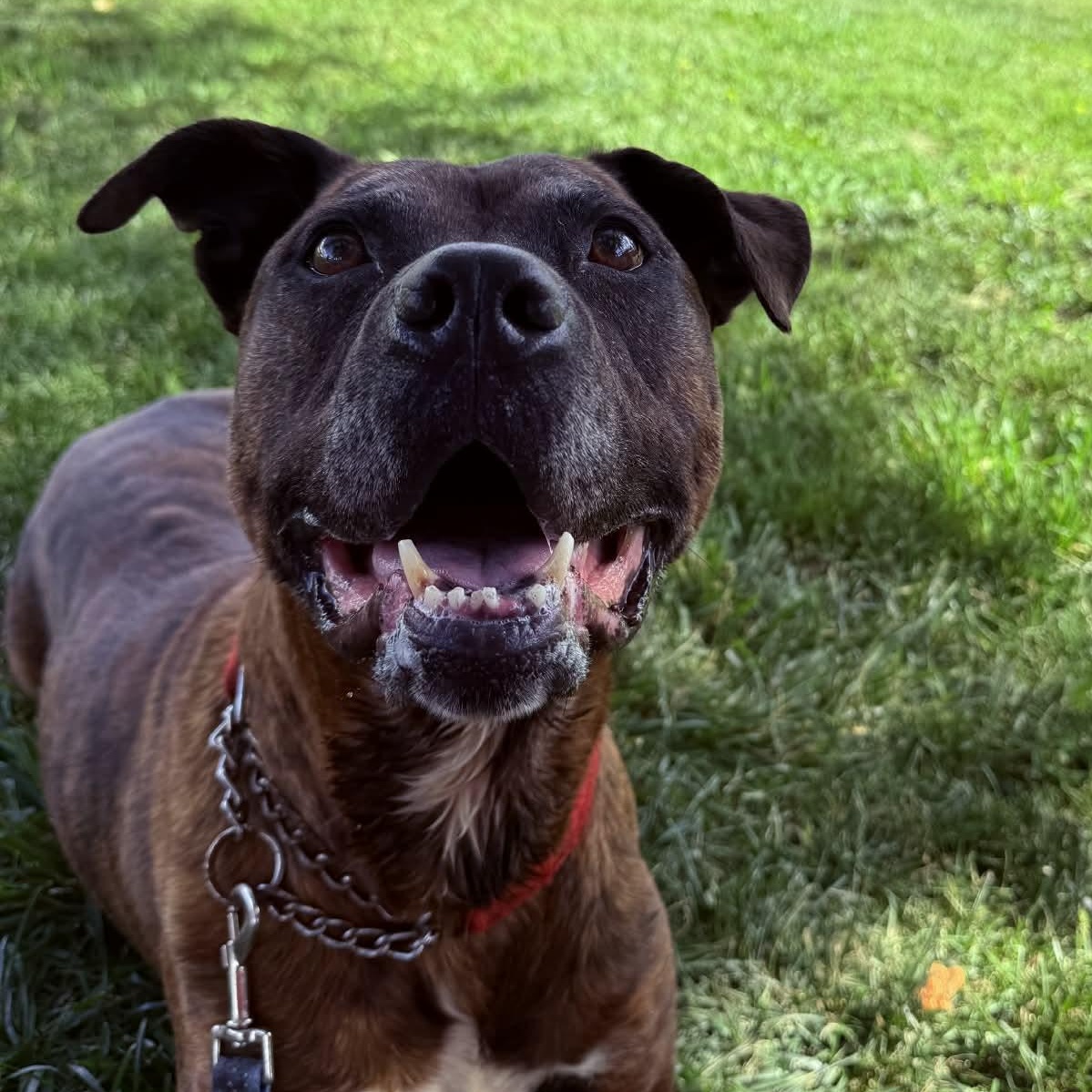 Enlarge Barney, an adoptable mixed breed in Elyria, OH image 2/6