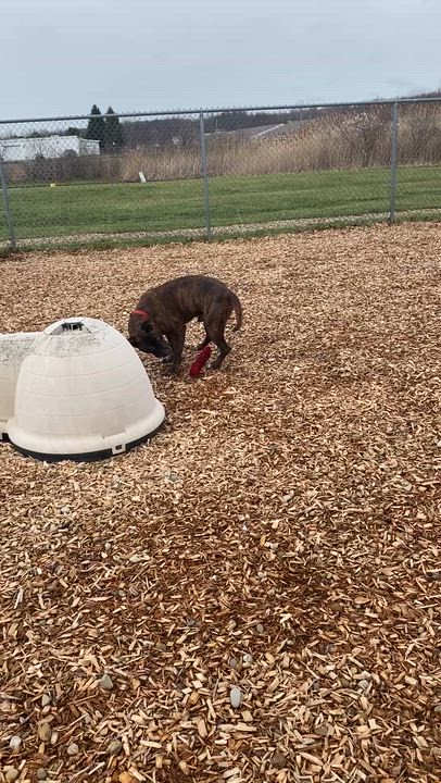 Enlarge Barney, a Adoptable mixed breed in Elyria, OH video 5/6