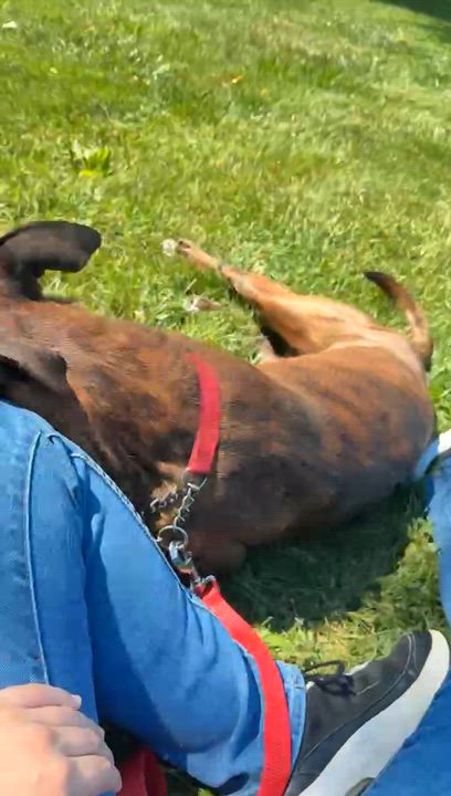Enlarge Barney, an adoptable mixed breed in Elyria, OH video 5/6