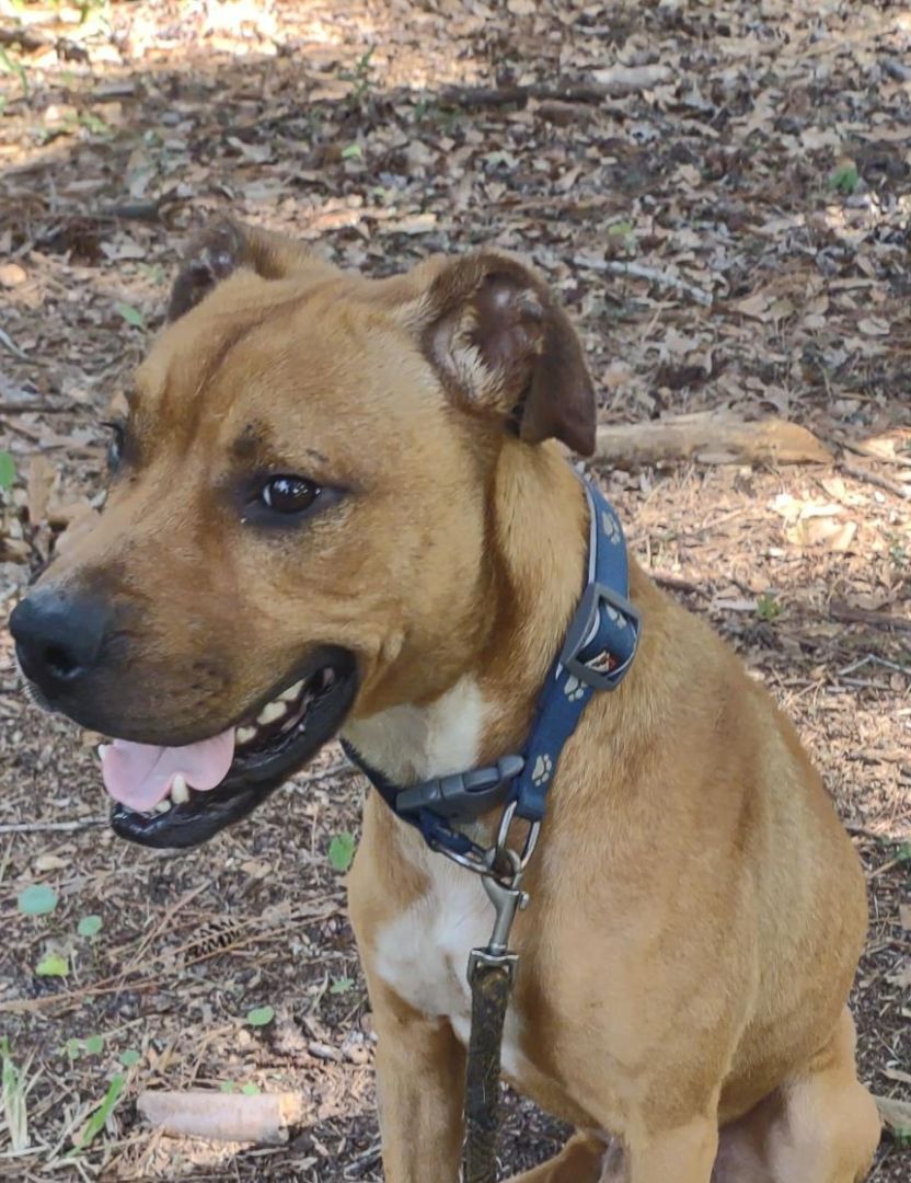 Scooby-Doo , Adoptable, Adult Male American Staffordshire Terrier & Black Mouth Cur.