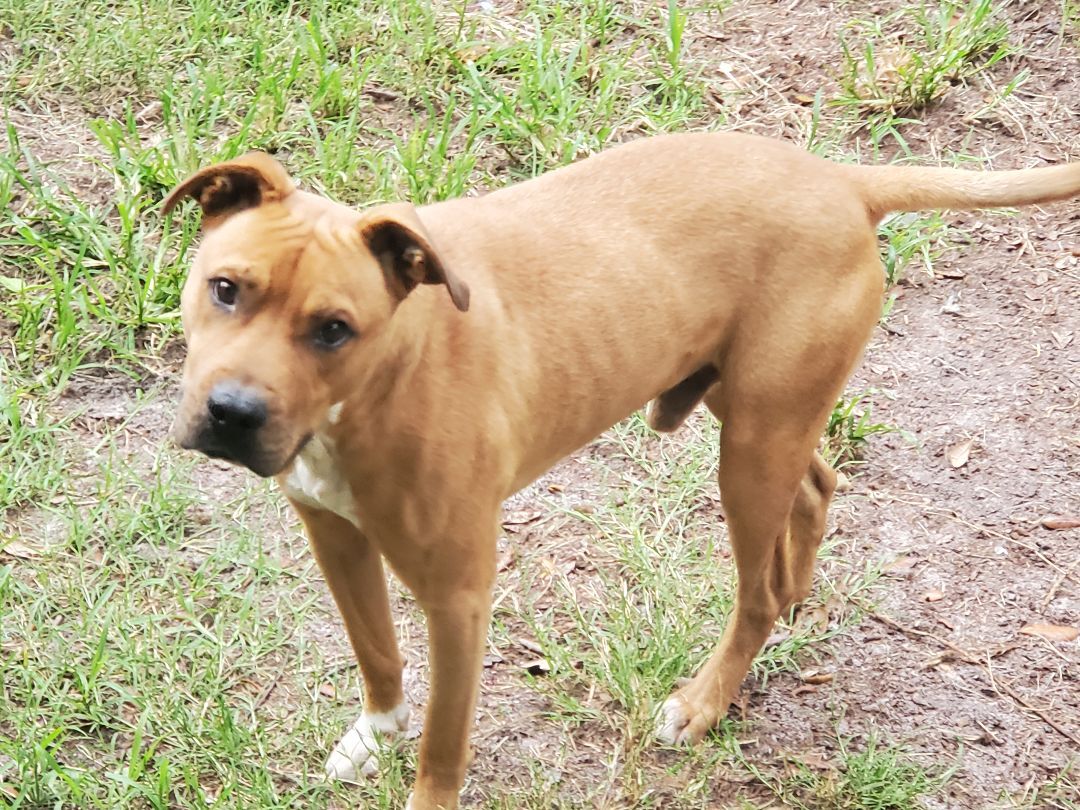 Enlarge Scooby-Doo , a Adoptable mixed breed in Saint Augustine, FL image 2/4
