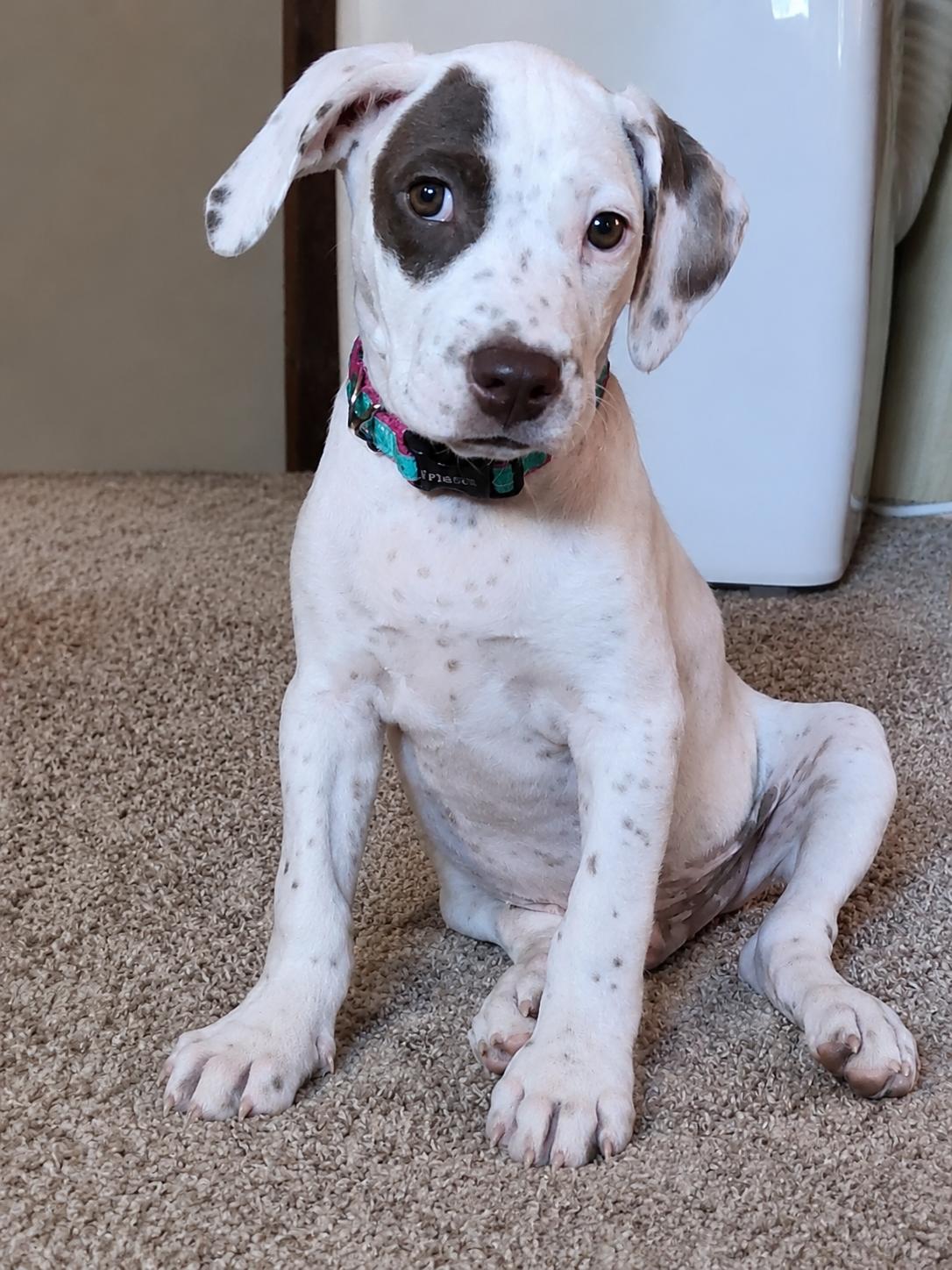 Gulliver, ADOPTABLE, Puppy Male Pointer.
