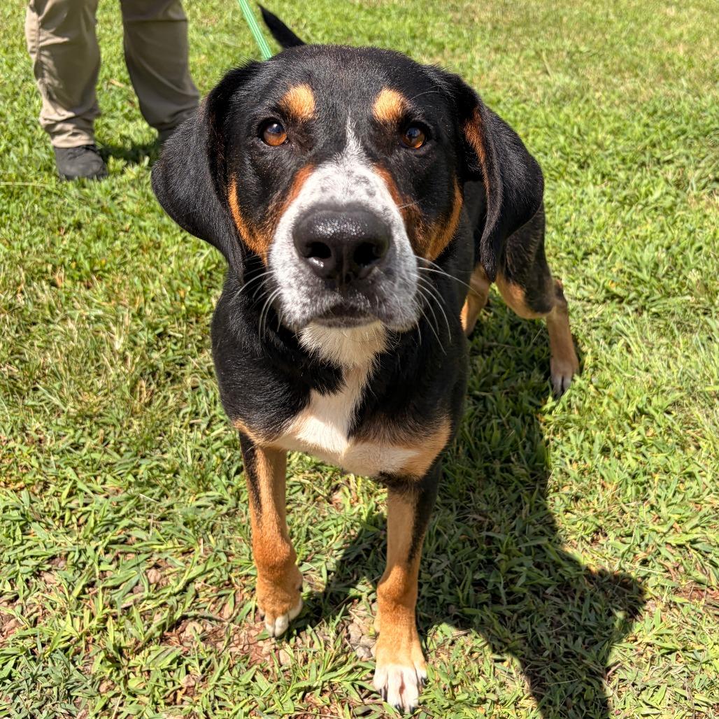 Trimont, Adoptable, Adult Male Black Labrador Retriever & Coonhound.