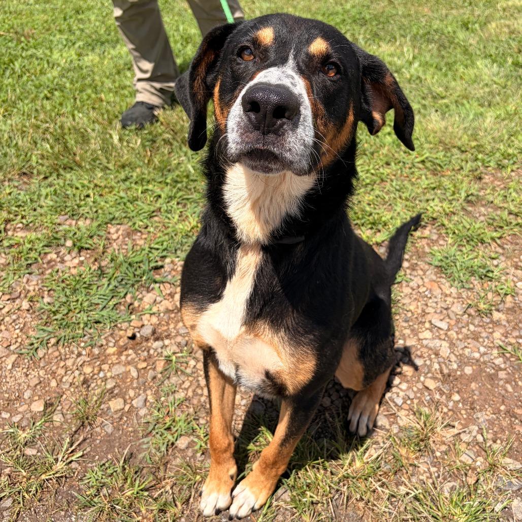 Enlarge Trimont, a Adoptable mixed breed in Franklin, NC image 2/5