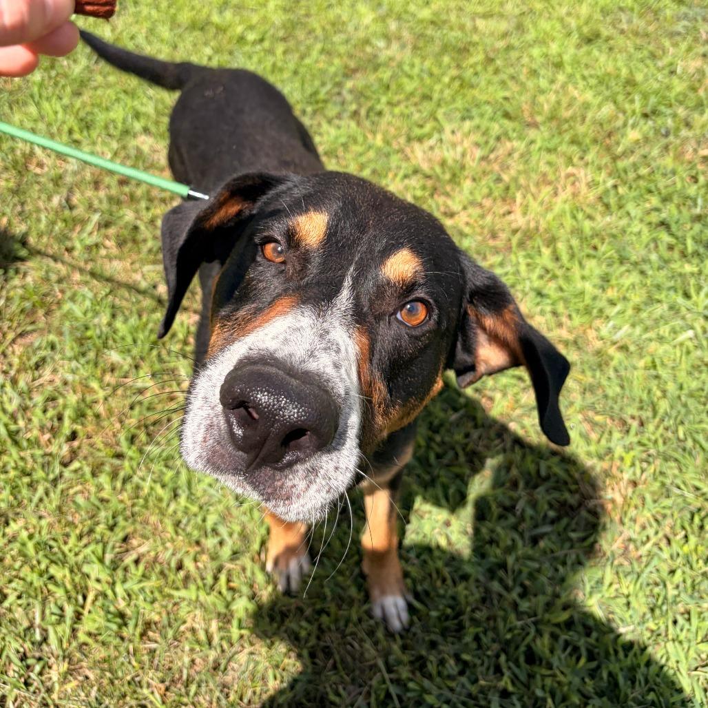 Enlarge Trimont, a Adoptable mixed breed in Franklin, NC image 3/5