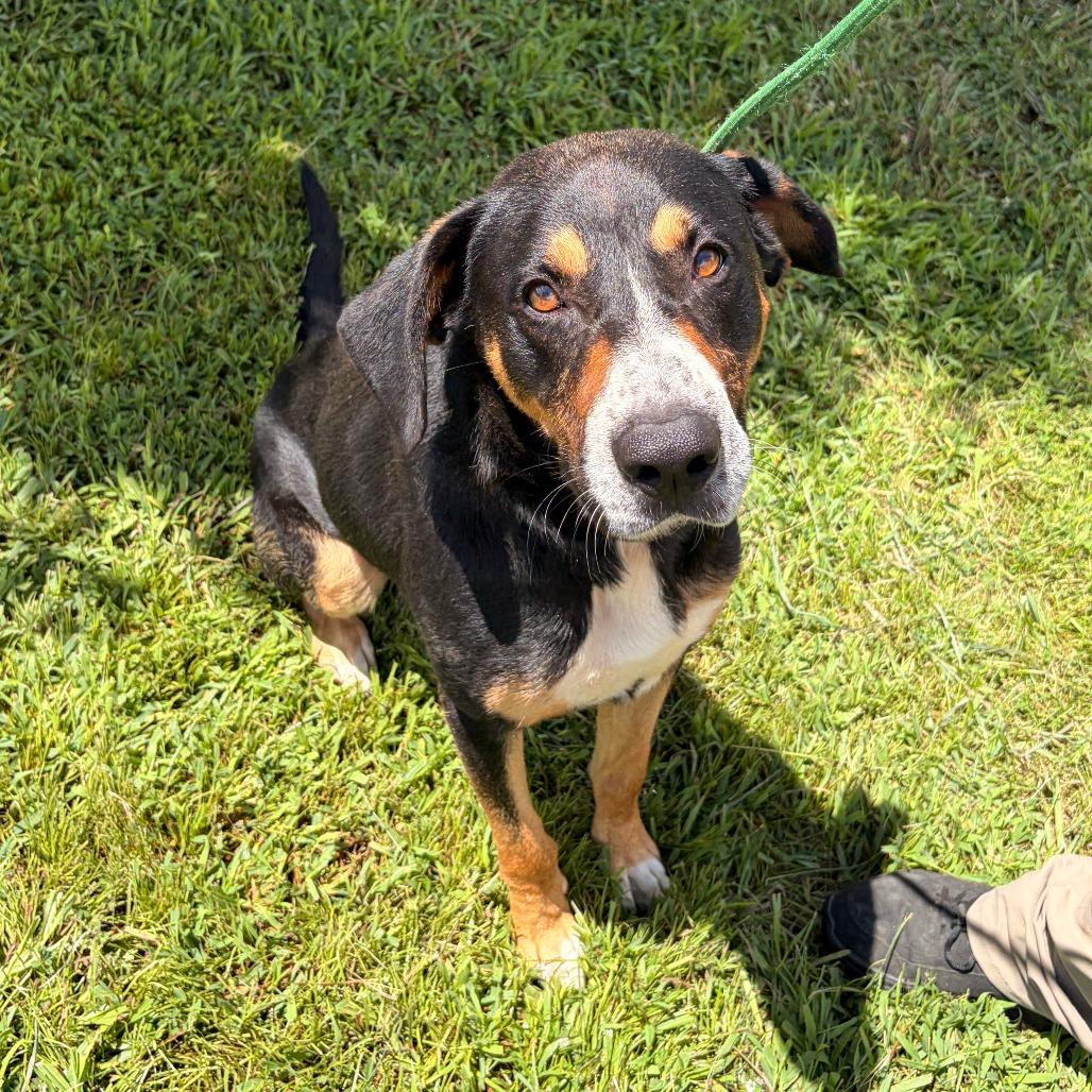 Enlarge Trimont, a Adoptable mixed breed in Franklin, NC image 4/5