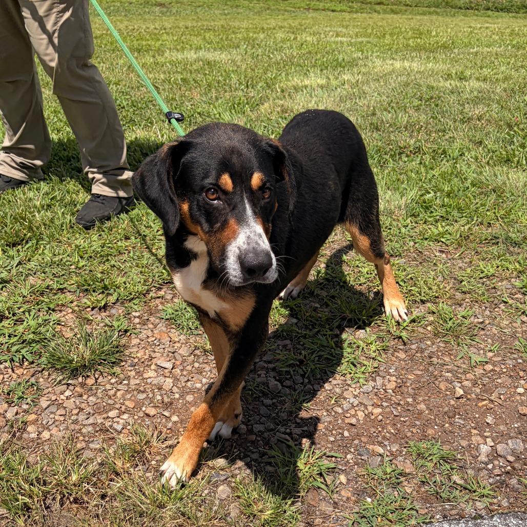 Enlarge Trimont, a Adoptable mixed breed in Franklin, NC image 5/5
