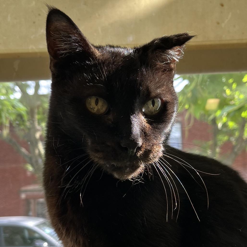 Enlarge Vlad, a Adoptable Domestic Short Hair in Chicago, IL image 1/2