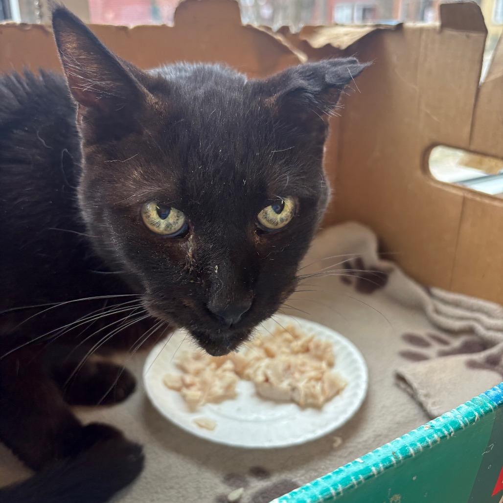 Enlarge Vlad, a Adoptable Domestic Short Hair in Chicago, IL image 2/2