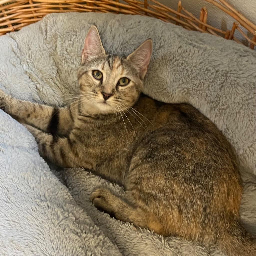 Chick, Adoptable, Young Female Domestic Short Hair.