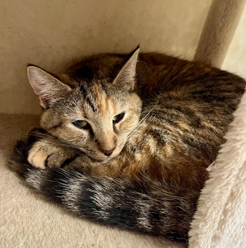 Enlarge Chick, a Adoptable mixed breed in Clinton, SC image 3/5