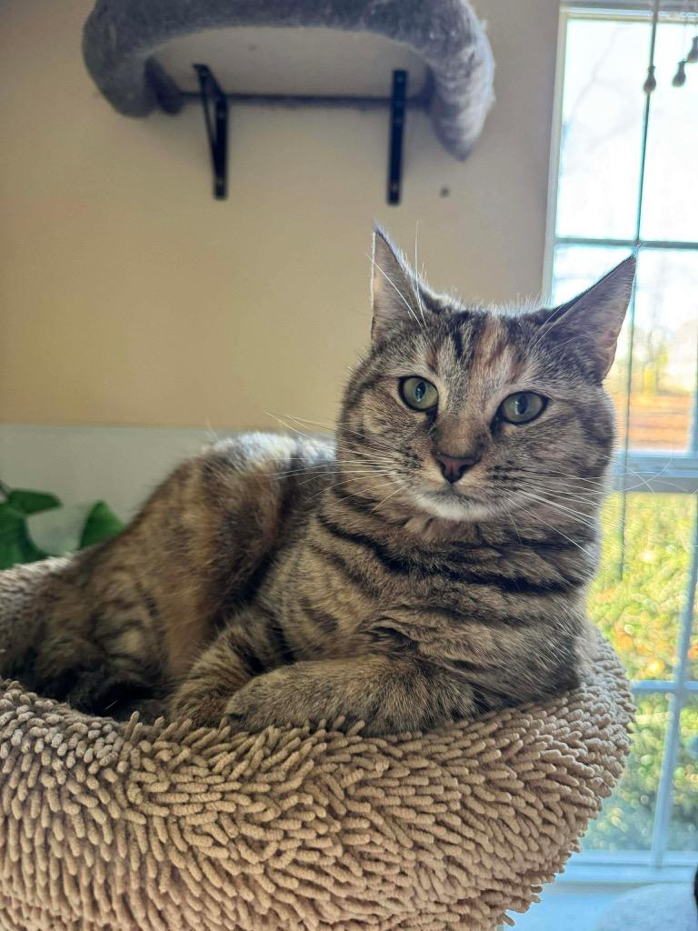 Enlarge Chick, a Adoptable mixed breed in Clinton, SC image 5/5