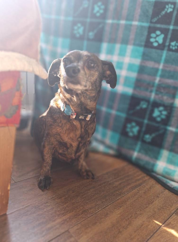 Enlarge Vinny *Bonded Pair w/ Jumbo*, a Adoptable mixed breed in Fuquay Varina, NC image 1/2