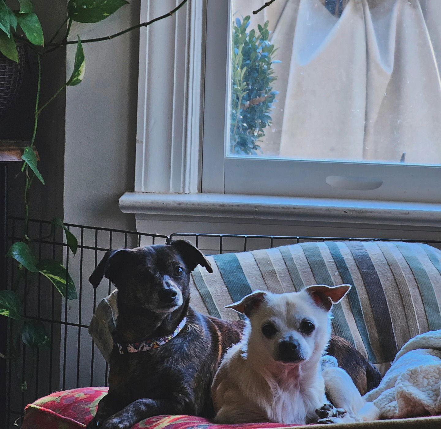 Enlarge Vinny *Bonded Pair w/ Jumbo*, a Adoptable mixed breed in Fuquay Varina, NC image 2/2