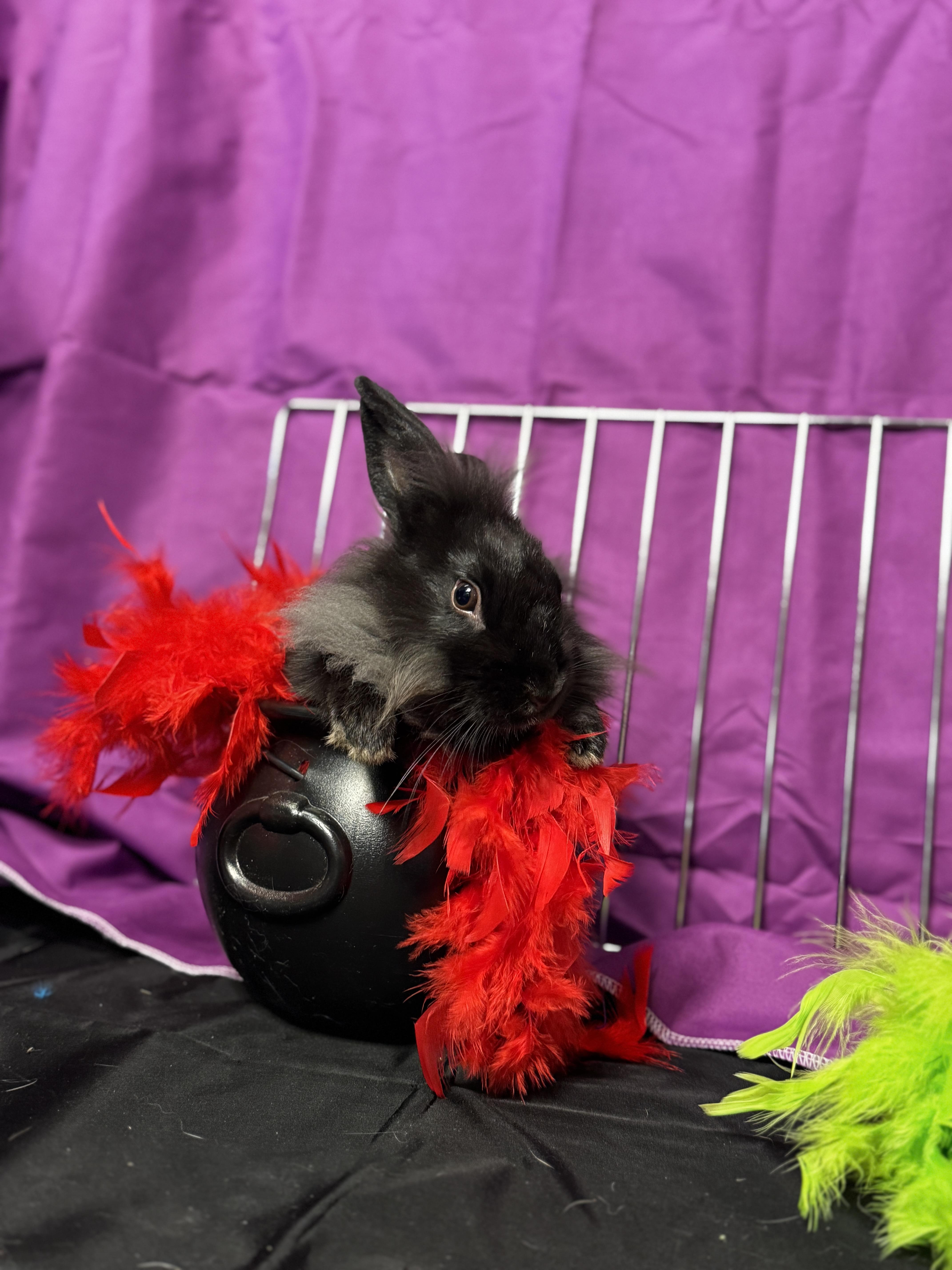 Nero, a Adoptable Lionhead in Westerville, OH image 1/2