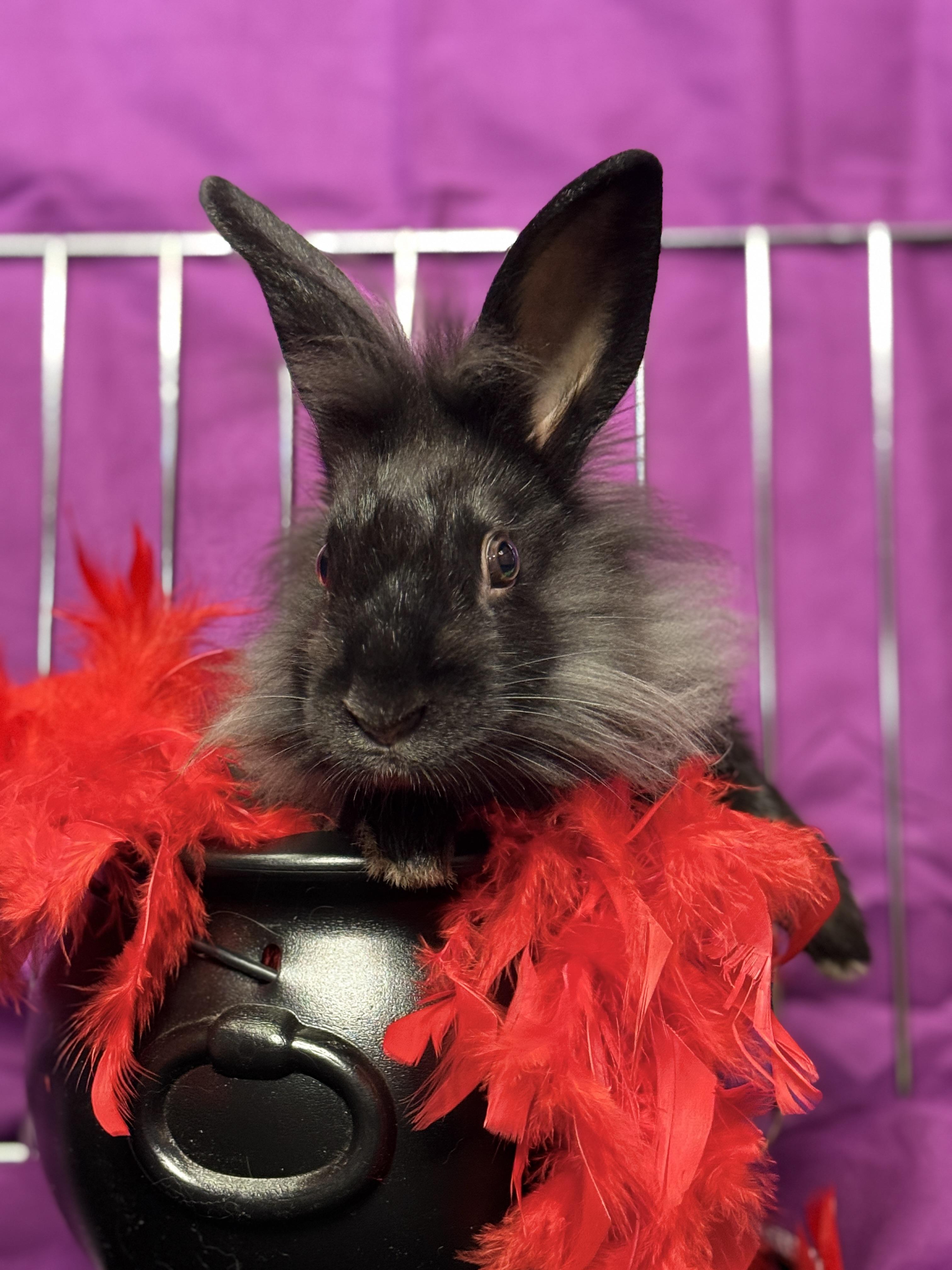 Nero, a Adoptable Lionhead in Westerville, OH image 2/2