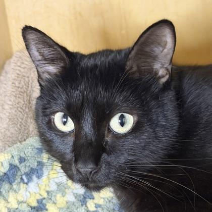 Kiki, Adoptable, Adult Female Domestic Short Hair & Domestic Short Hair.