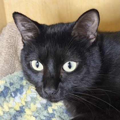 Kiki, a Adoptable Domestic Short Hair in San Francisco, CA image 2/3