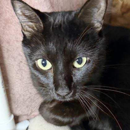 Kiki, a Adoptable Domestic Short Hair in San Francisco, CA image 3/3