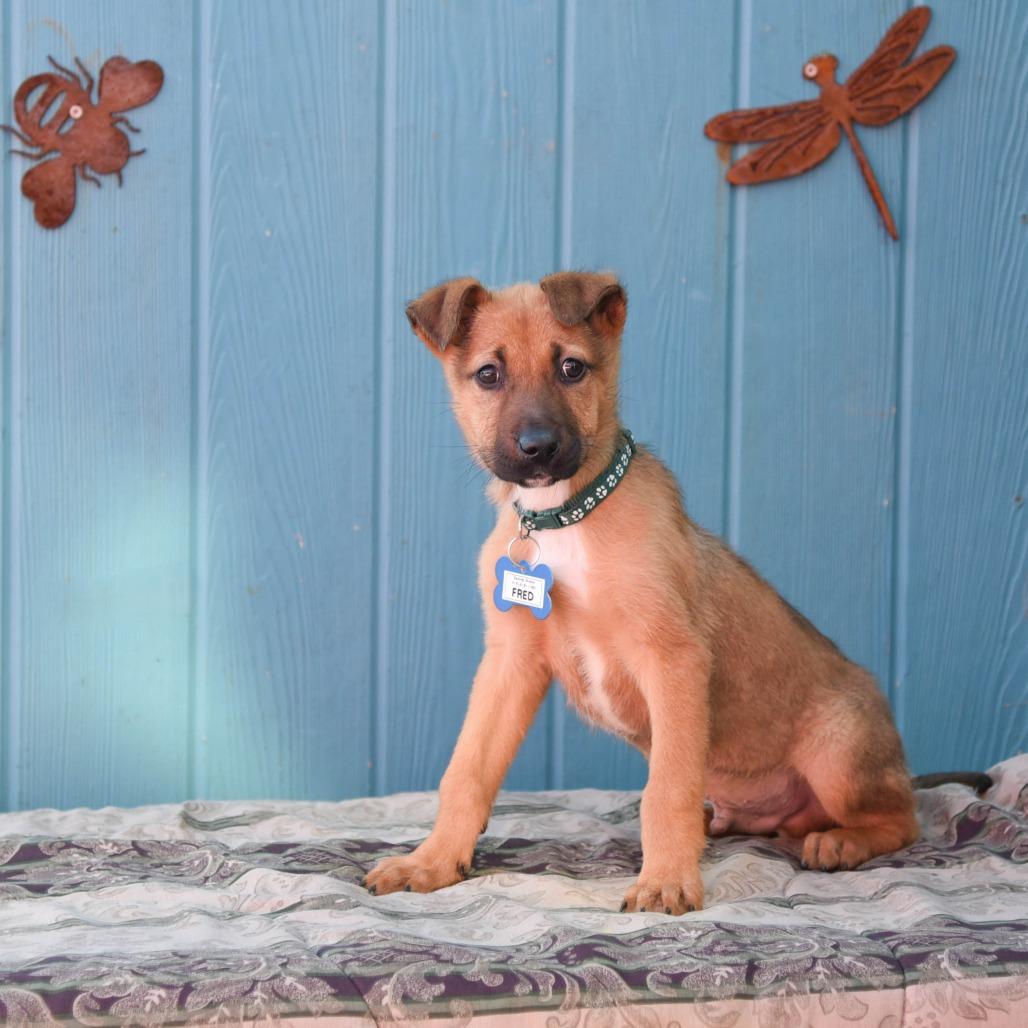 Enlarge Fred, a Adoptable Shepherd in Wake Forest, NC image 1/2