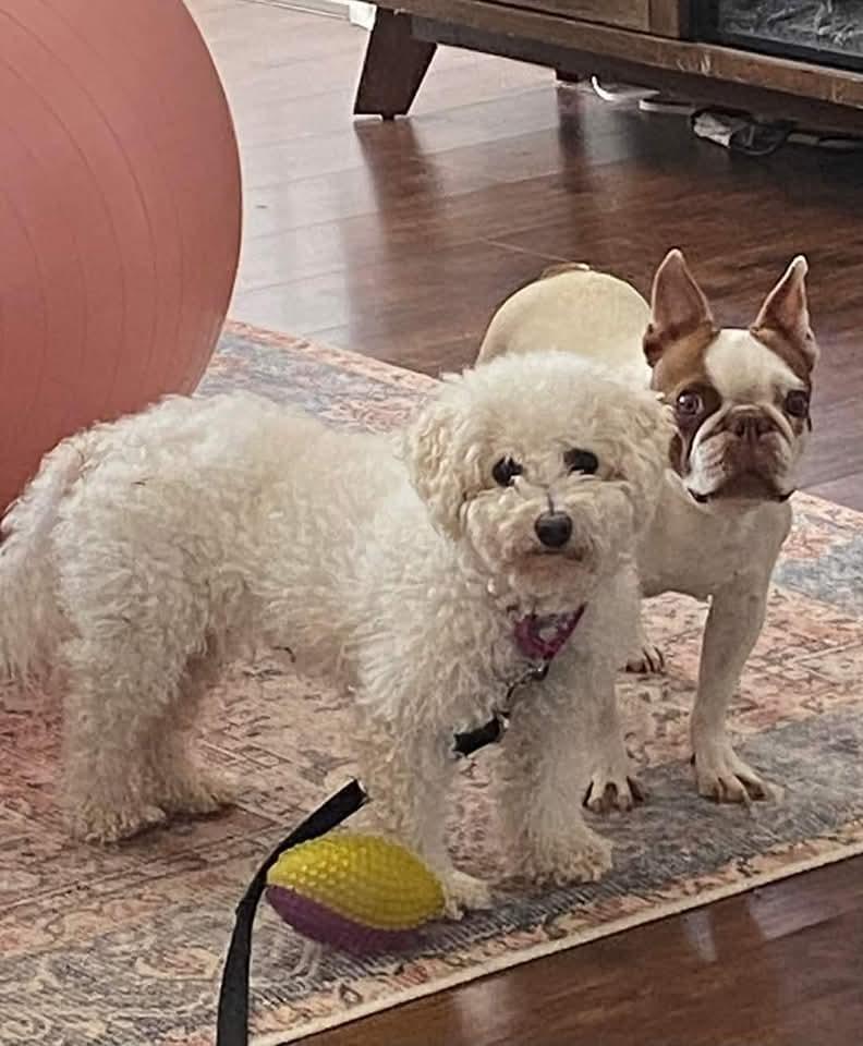 Layla, Adoptable, Adult Female Bichon Frise.