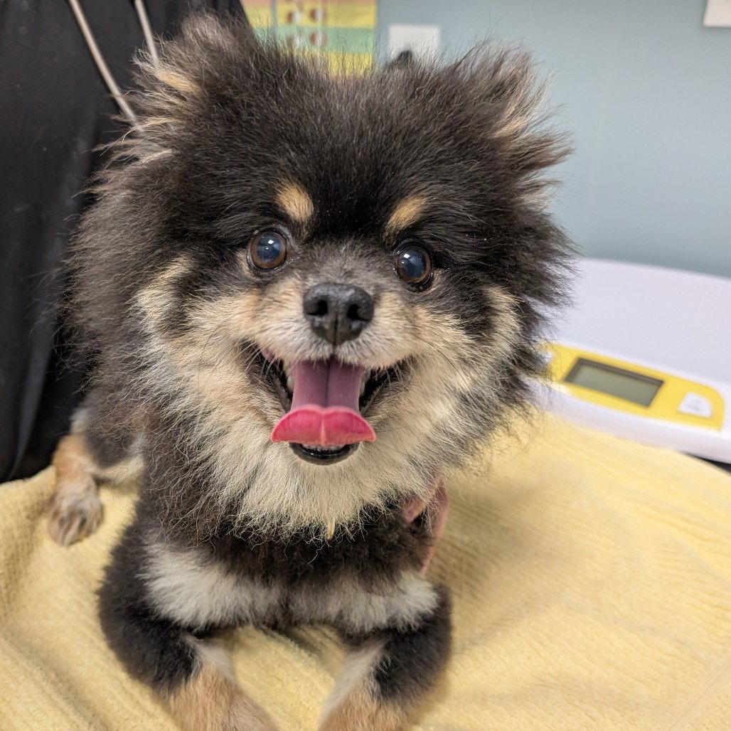 Creature, Adopted, Adult Male Pomeranian.