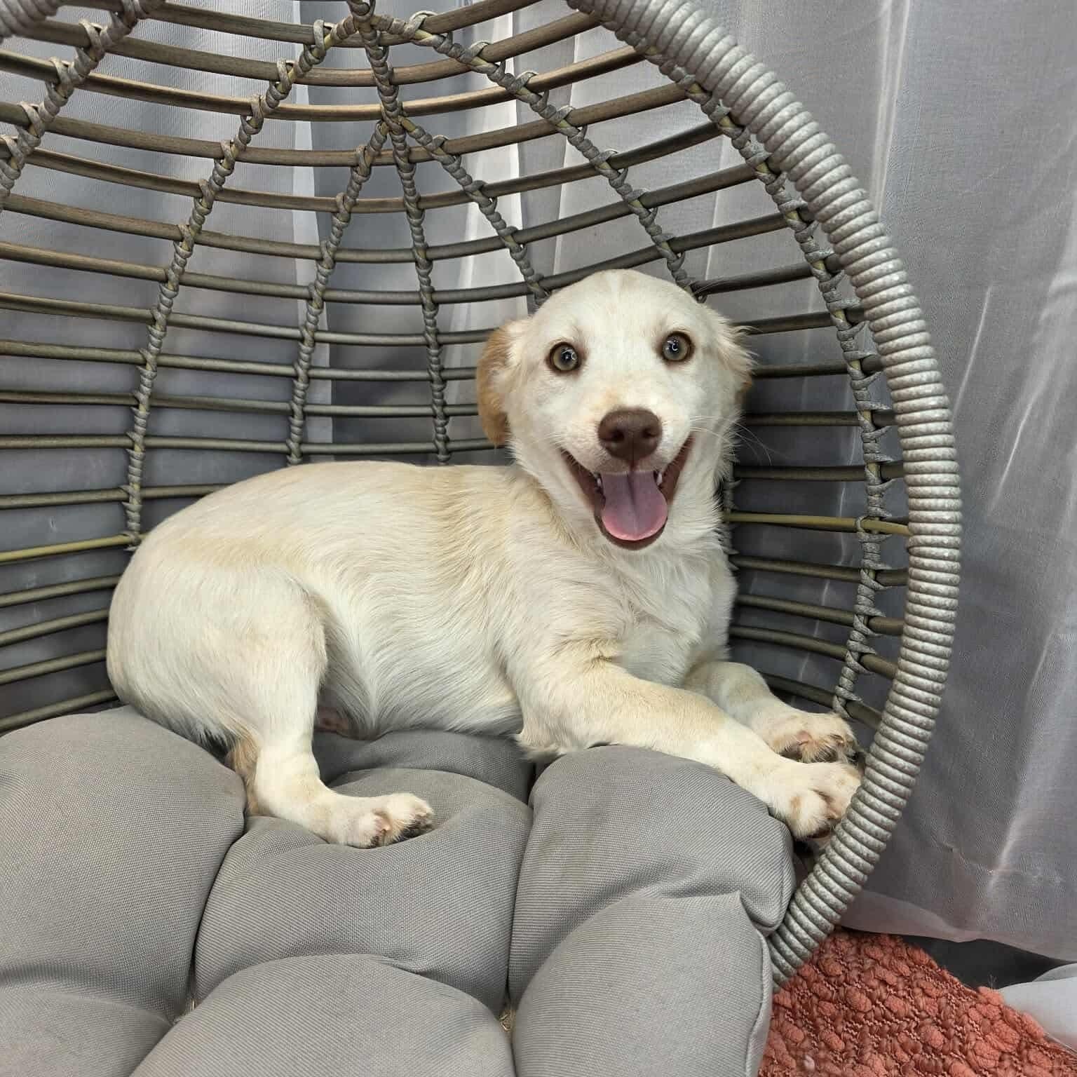 Mort, a Adoptable mixed breed in Jackson, MI image 3/6