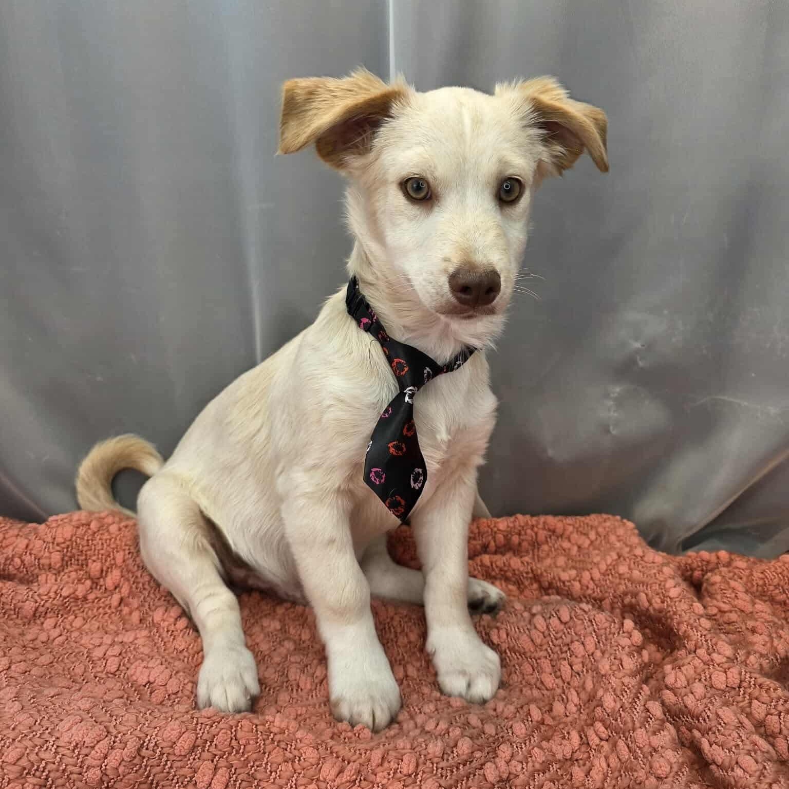 Mort, a Adoptable mixed breed in Jackson, MI image 2/6