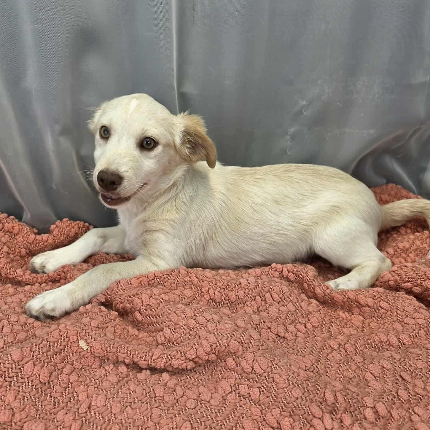 Mort, a Adoptable mixed breed in Jackson, MI image 5/6