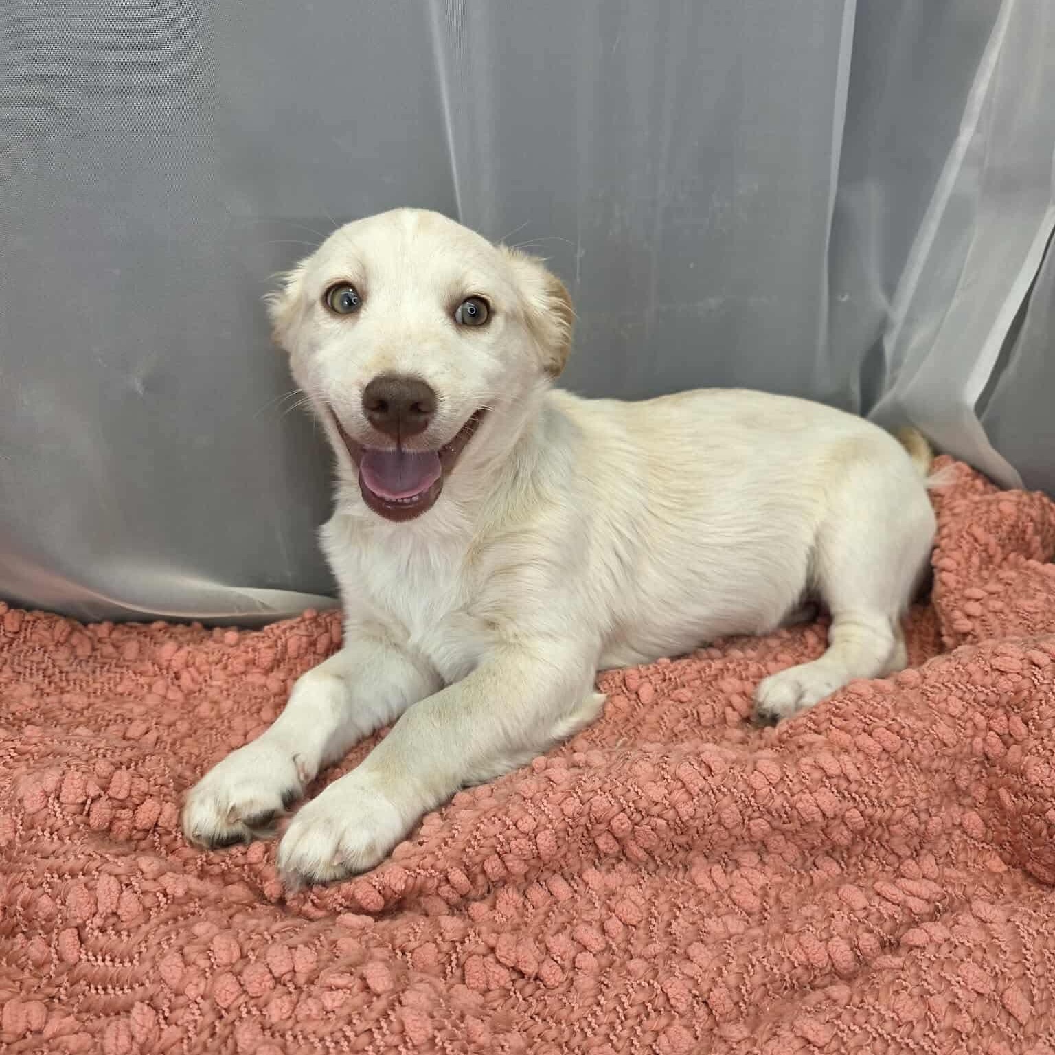 Mort, a Adoptable mixed breed in Jackson, MI image 6/6