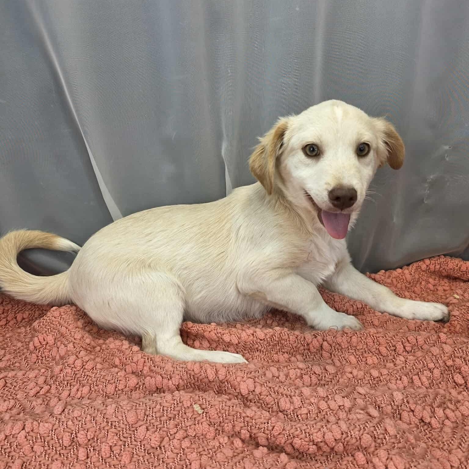 Mort, a Adoptable mixed breed in Jackson, MI image 4/6