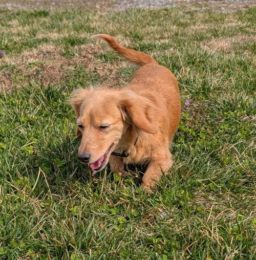 Enlarge Stella in TN, a ADOPTABLE Dachshund in Seymour, TN image 4/4