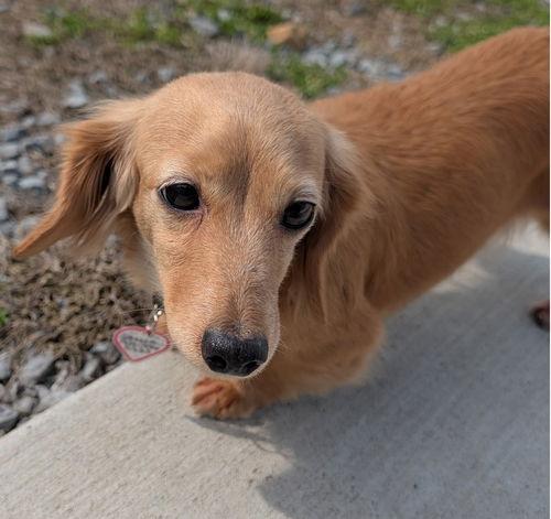 Enlarge Stella in TN, a ADOPTABLE Dachshund in Seymour, TN image 3/4