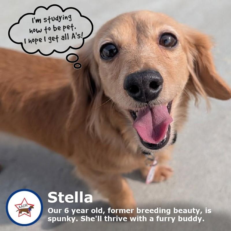 Stella in TN, ADOPTABLE, Adult Female Dachshund.
