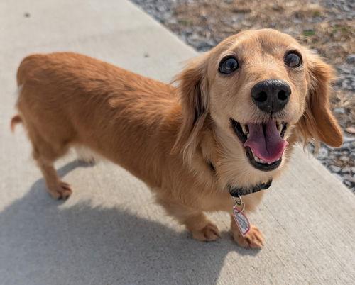 Enlarge Stella in TN, a ADOPTABLE Dachshund in Seymour, TN image 2/4