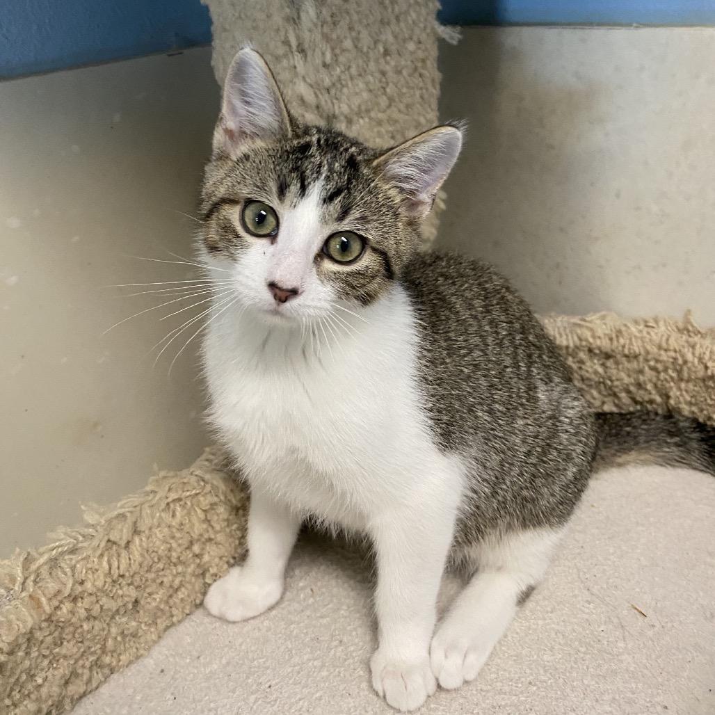 Benny, Adoptable, Young Male Domestic Medium Hair.
