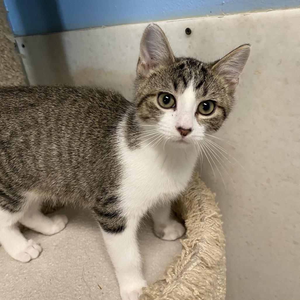 Enlarge Benny, a Adoptable Domestic Medium Hair in Milford, IA image 2/4